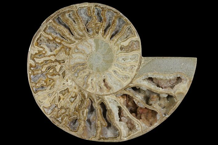 Choffaticeras (Daisy Flower) Ammonite Half - Madagascar #111315